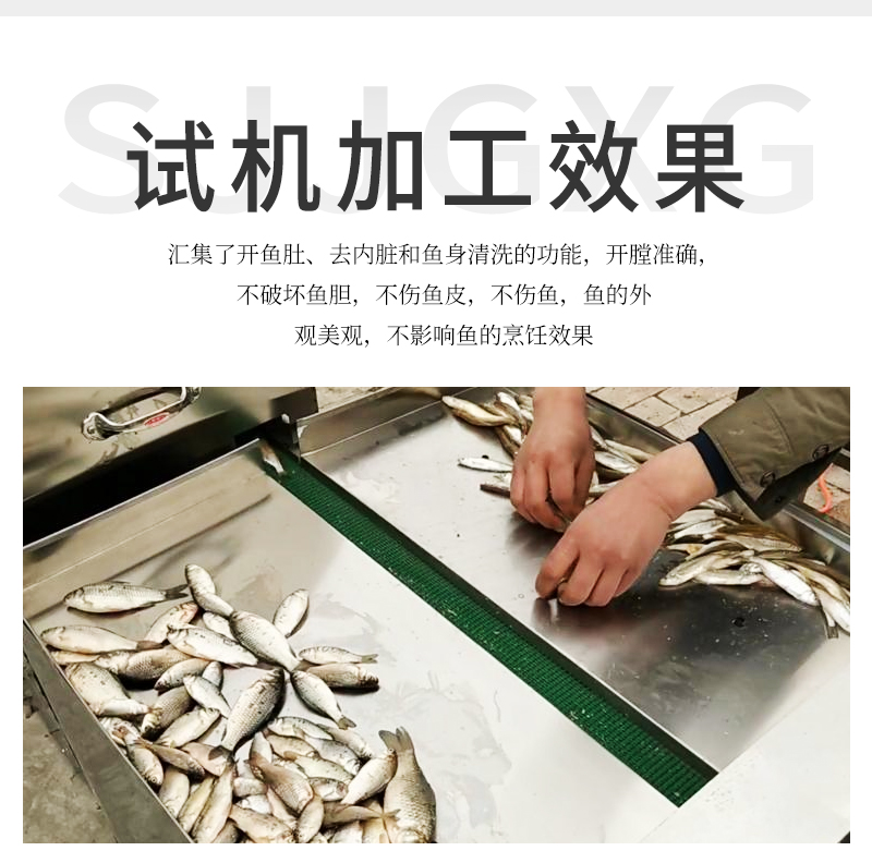集開魚肚、去內臟和魚身清洗等一體的殺小魚機