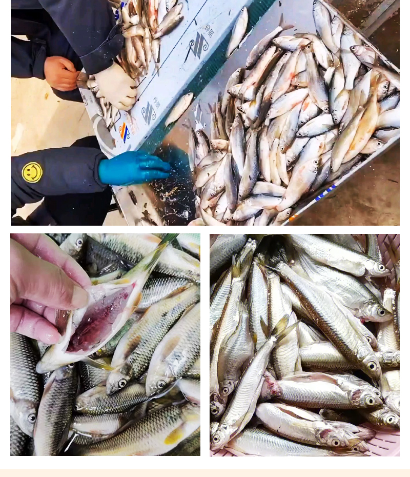 殺小魚機現(xiàn)場殺魚實拍